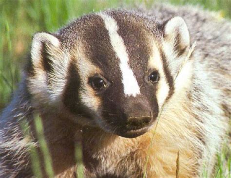 Photo Of Badger Face American Badger Cares Badger Badger Images