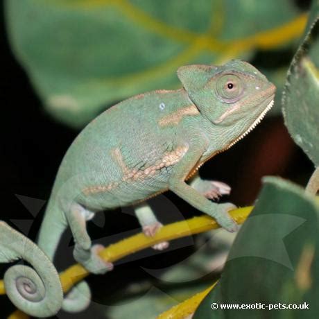Specialty of veiled chameleon (yemen chameleon). Yemen Chameleon - Chamaeleo calyptratus