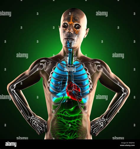 Human Entrails Radiography Scan Stock Photo Alamy
