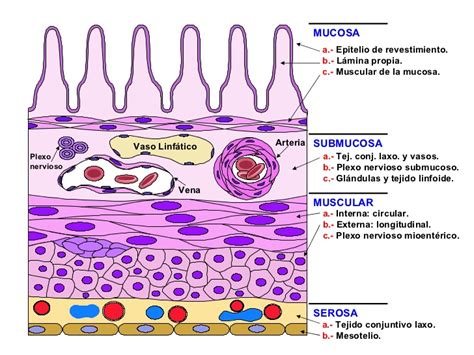 Histologia Sistema Digestivo Cavidad Bucal Tubo Digestivo Oscar Images