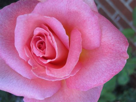 Tiffany Rose Tiffany Rose Rose Flowers