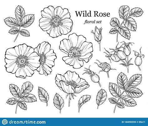 Wild Rose Flower Set Line Art Drawing Outline Floral Design Elements