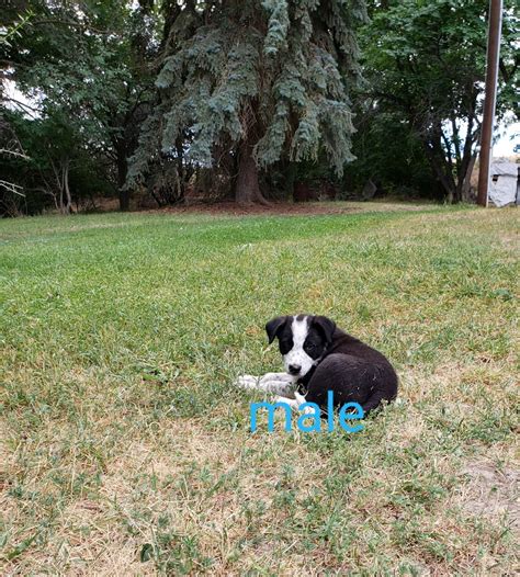 Border collie puppies for sale. Border Collie Puppies For Sale | Buhl, ID #304040