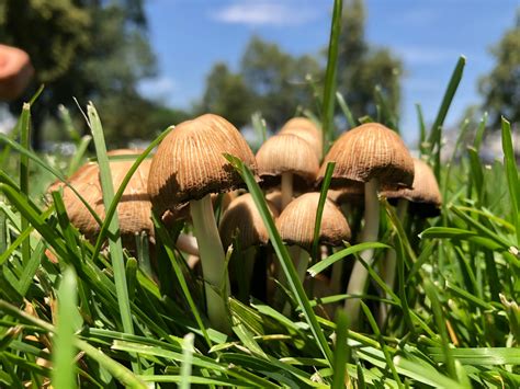 Mushrooms in the garden: Where do they come from? | Sandton Chronicle