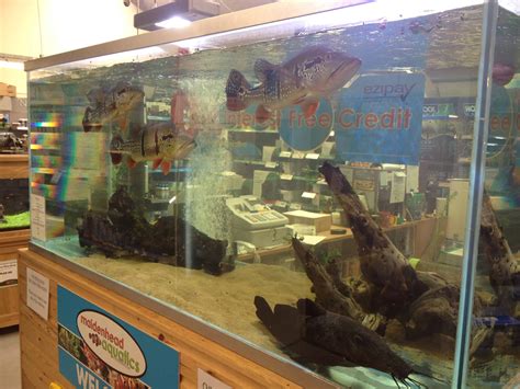 Merton Maidenhead Aquatics Fish Store Review Tropical Fish Site