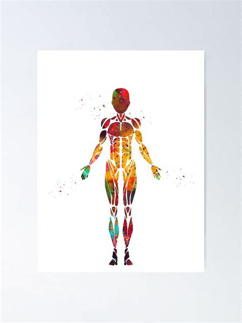 Female Muscular System Anatomywatercolor Medical Art Poster For