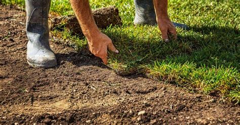 3 Important Questions You Need To Ask Your Sod Installer