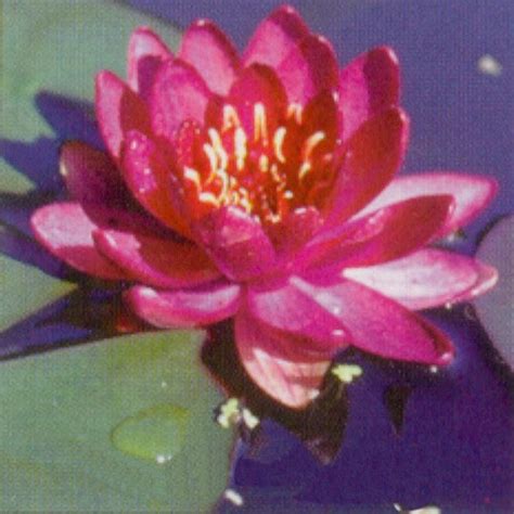 Perrys Baby Red Dwarf Hardy Water Lily Red