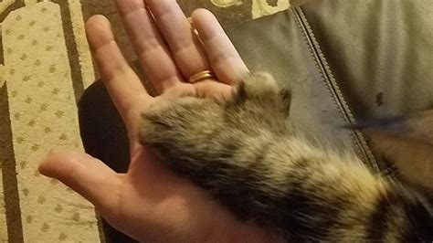 Now This Is A Big Maine Coon Paw Cats