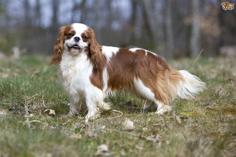 Spaniel Breeds Native To The Uk Pets4homes