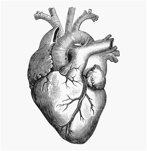 Anatomy Of The Heart Clipart Human Heart Drawing Png Transparent Png