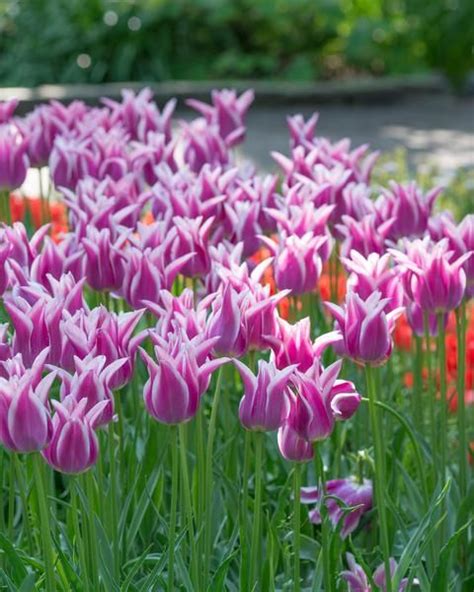 One Of The Royal Horticultural Societys Top 10 Tulip Varieties