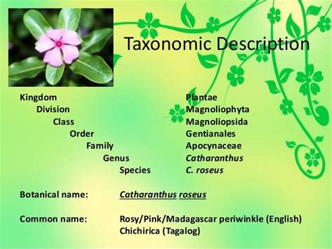 Ethnobotany Plant Taxonomy Chichirica Catharanthus Roseus