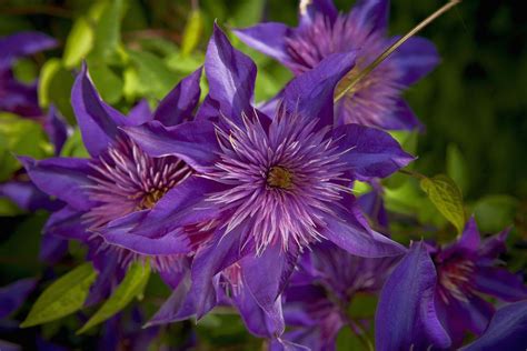 When And How To Prune Clematis Vines