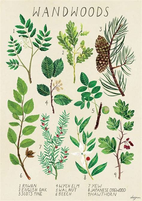 Hope for flowers by tracy reese ettavee. amandaherzman | Harry potter plants, Botanical drawings ...