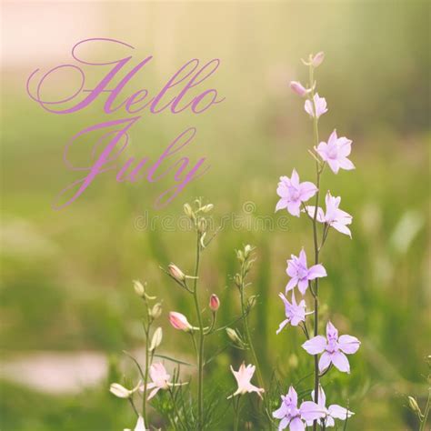 Hello July Greeting Card With Flowers In Background Stock Image Image