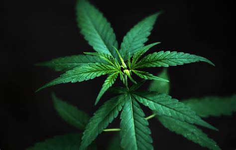 Marijuana leaves | Hush Medical