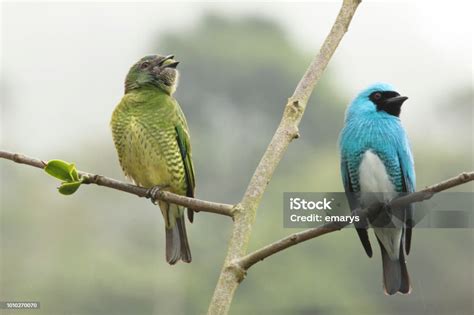 Amazing Neotropical Birds Swallow Tanager Tersina Viridis Male And