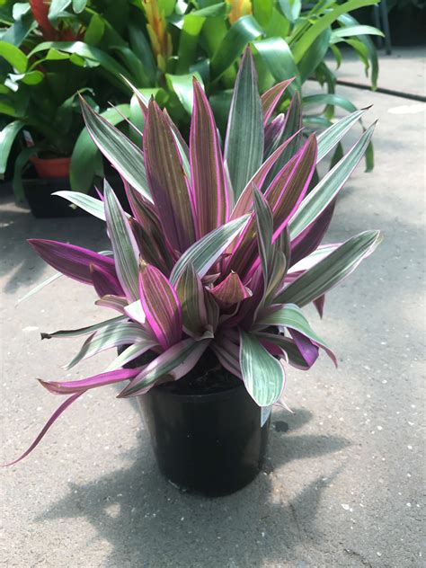 Große auswahl an plant color. Dwarf Rhoeo Tricolour | Westlake Nursery