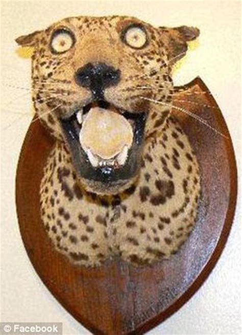 When Taxidermy Goes Wrong 21 Pics