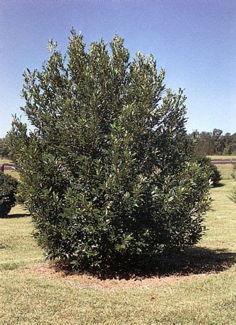 Cherry Laurel 01  Plants, Laurel, Tree