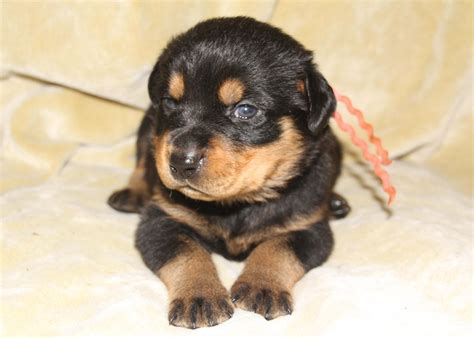Call now for a free consultation: FD Kennels AKC Rottweiler Puppies for sale in Ohio