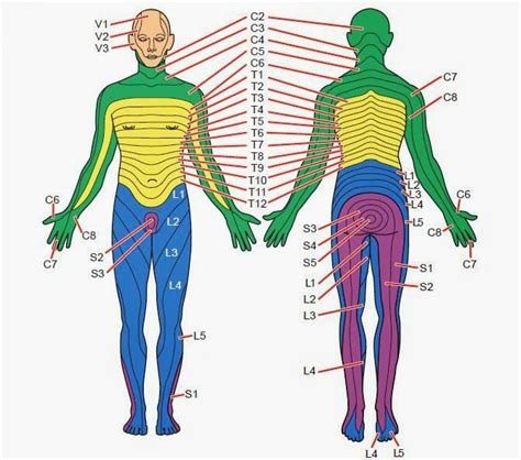 Dermatome Anatomy Wikipedia Printable Dermatome Map Free Images And Photos Finder