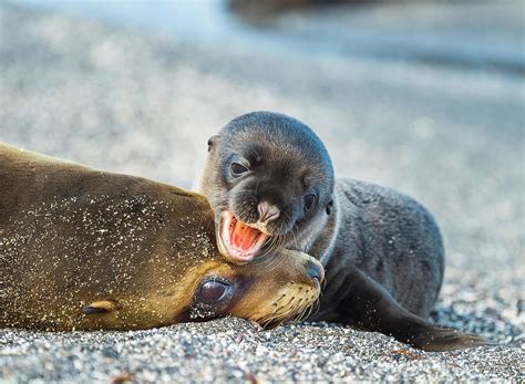 Galapagos Sea Lion With Pup Photograph By Tui De Roy Fine Art America