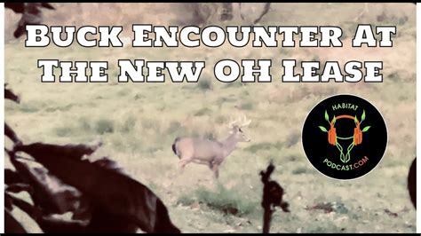 Semi Live Hunt Buck Encounter New Ohio Lease How To Add Scent Mock