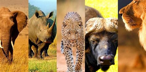 Tanzania Big Five Safaris Tourismprof B2b Travel Agency Tour Operator