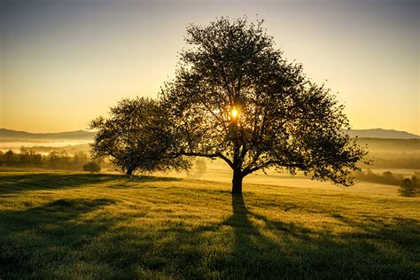 Apple Trees At Sunrise Photos Of Vermont