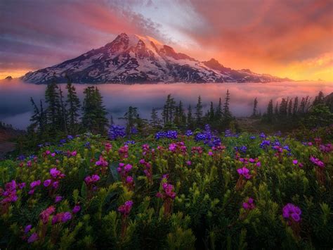 Mount Rainier National Park Washington United States Of America Red