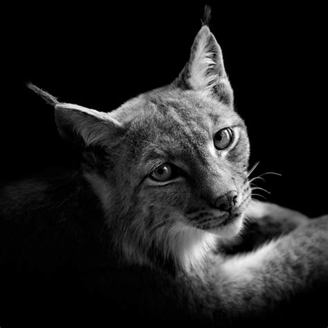Amazing Black And White Animal Photography By Lukas Holas
