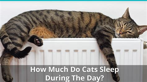 How Much Do Cats Sleep During The Day How Many Hours Are Needed