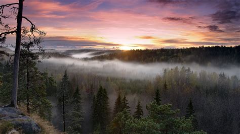 Nature Forest Mist Rising Sun Wallpapers Hd Desktop