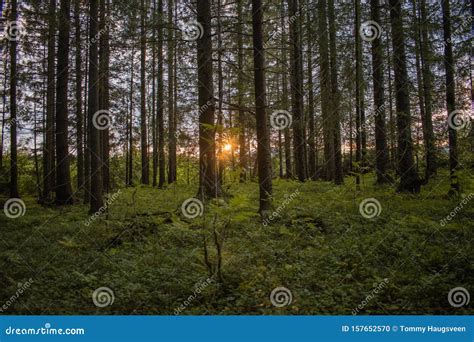 Sunset In The Forest With Spruce Trees Stock Photo Image Of Norway