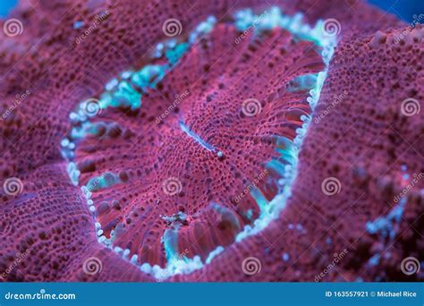 Micromussa Coral Stock Image Image Of Closeup Mussidae 163557921