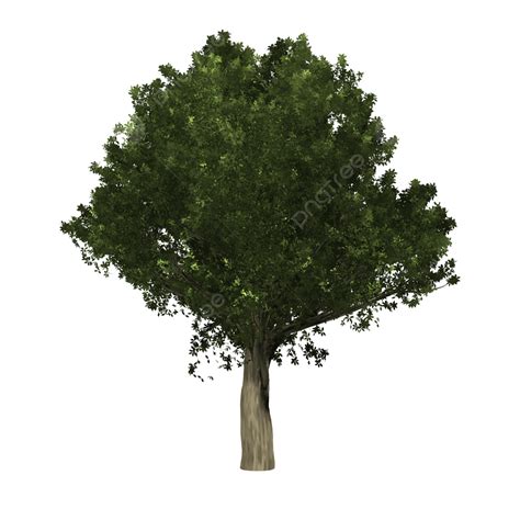Transparent Minecraft Normal Tree