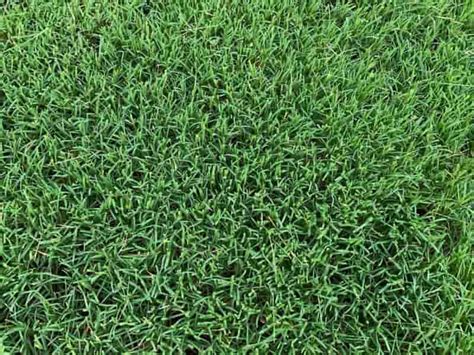 Bermudagrass Identification Care Planting Cost And More Lawn Model