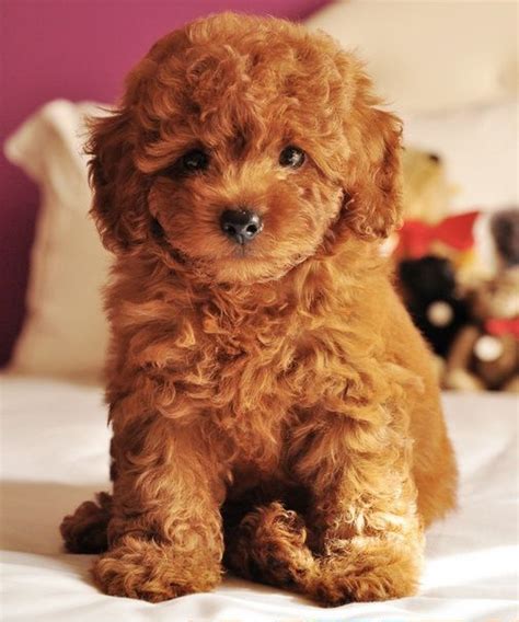 Cute Miniature Apricot Teddy Bear Poodle They Are So Cute And Smart