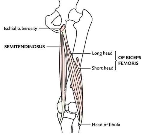 Hamstring Leg Muscle Anatomy