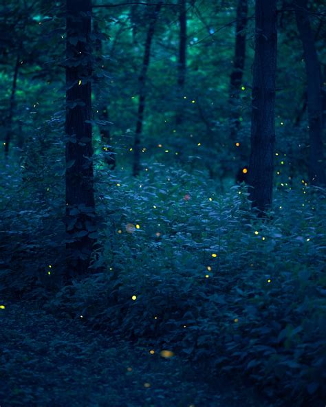 The Fireflies Are Glowing In The Dark Forest