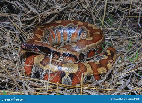 Sumatran Red Blood Python Python Brongersmai Stock Photo Image Of