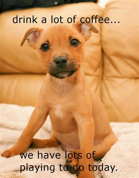 17 Best Images About Caffeinated Dogs On Pinterest Puppys Hipster