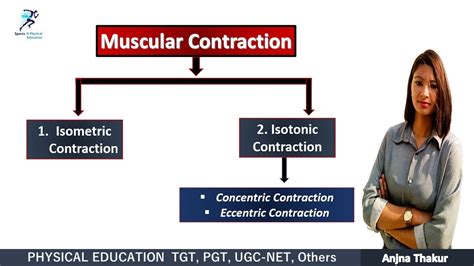 Muscular Contraction Isometric Contraction Isotonic Contraction