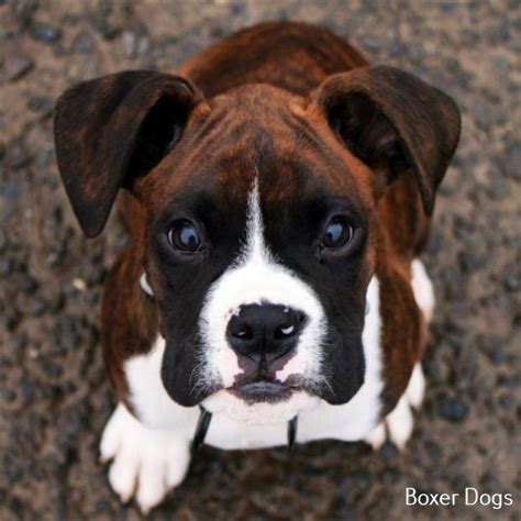 Amazing Boxer Dog Full Grown In 2020 Boxer Puppies Boxer Dogs Boxer
