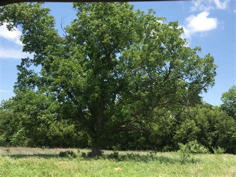 125 acres in brown county texas