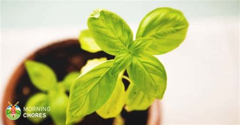 7 best self-watering planters for indoors and outdoors