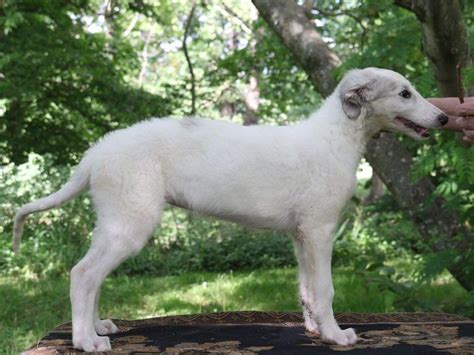Puppies Available Now Borzoi Russian Wolfhound