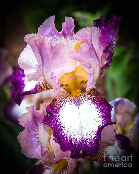 Beautiful Iris Photograph By Sue Huffer Fine Art America